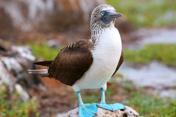 Blue-Footed Boobie