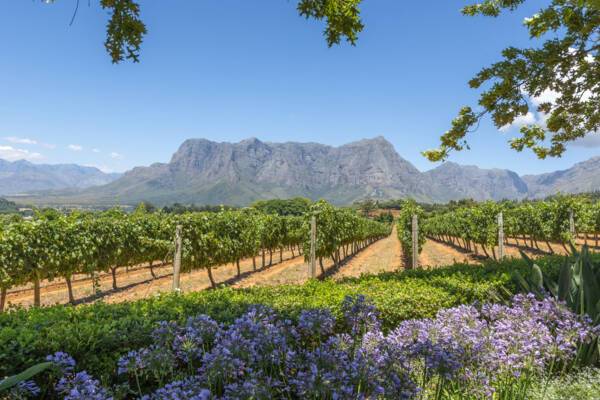 Winelands, Cape Town, South Africa