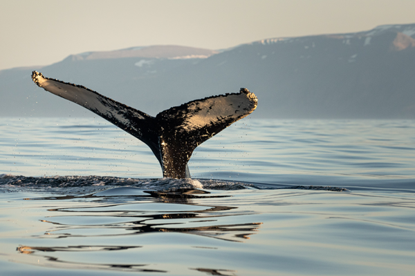 Humpback Whale, Iceland