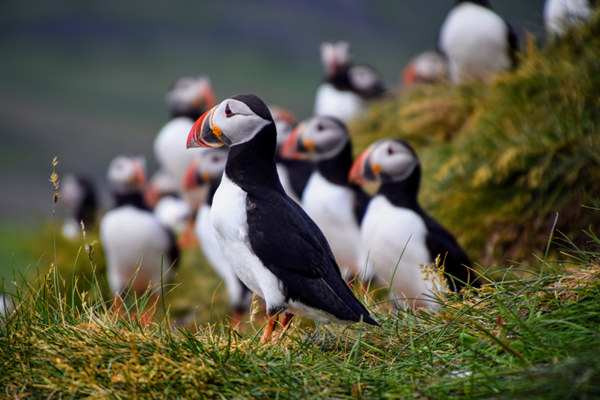 Puffins, Iceland