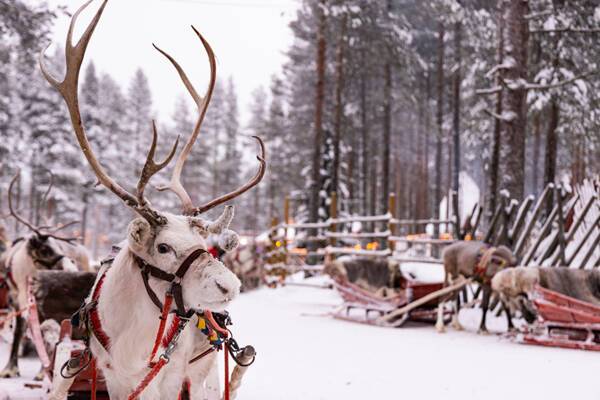 reindeer safaris