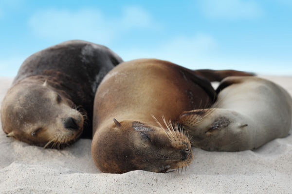 Sea Lion, Galapagos