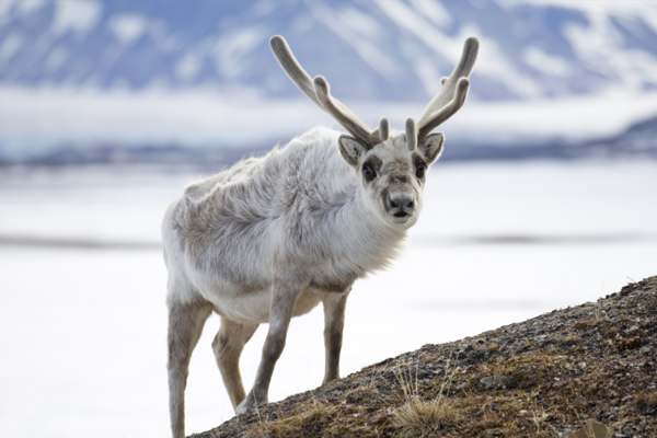 Reindeer