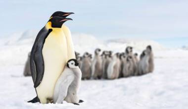 Antarctica