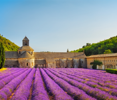 Lavender, Provence