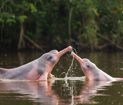 Amazon River dolphins