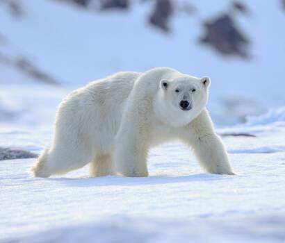 Svalbard