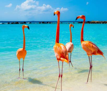 Aruba