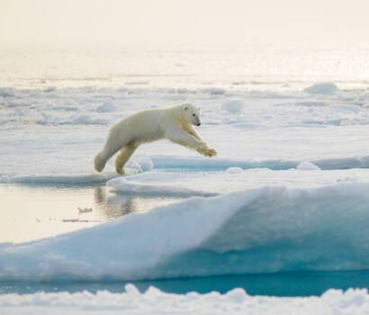 Polar bear Svalbard