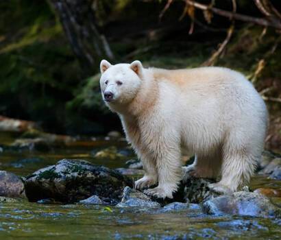 Kermode Bear