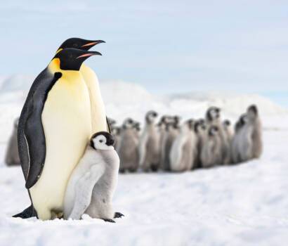 Antarctica
