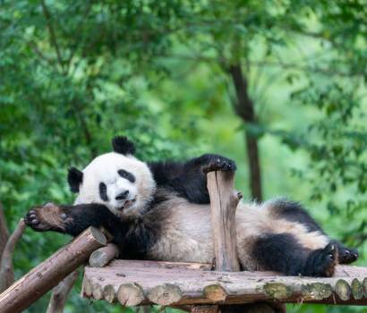 chengdu panda research